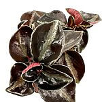 Peperomia Columbiana