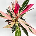 Vibrant houseplant with glossy green and pink leaves in a terracotta pot.