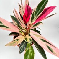 Vibrant houseplant with glossy green and pink leaves in a terracotta pot.