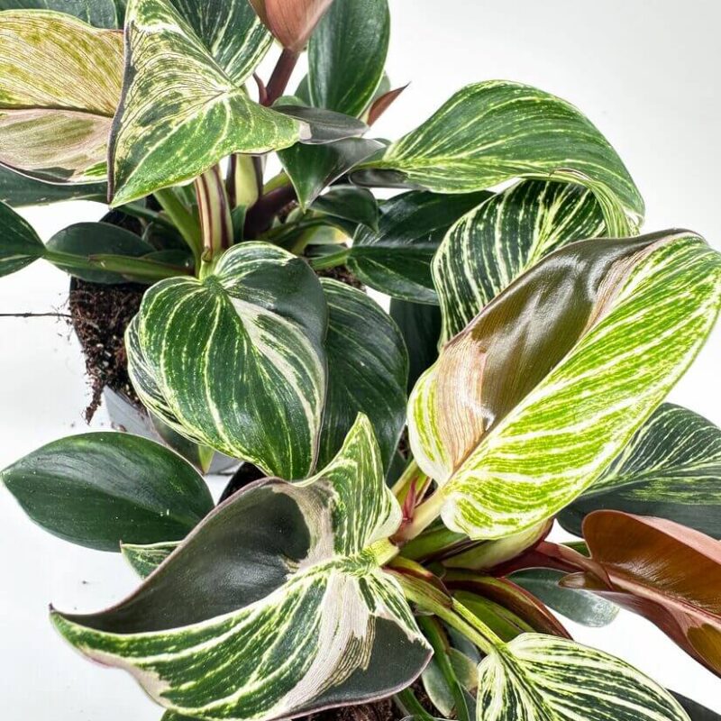 Lush Tropical Foliage in Vibrant Colours Vibrant tropical plant arrangement showcasing lush green foliage and unique variegated leaves.