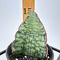 Unique succulent leaf in black pot, showcasing variegated green patterns and maroon edges.