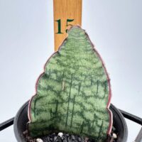 Unique succulent leaf in black pot, showcasing variegated green patterns and maroon edges.