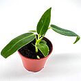 Young potted Vibrant Young Anthurium Waroc plant in hand with red manicure, showcasing vibrant leaves and terracotta pot.