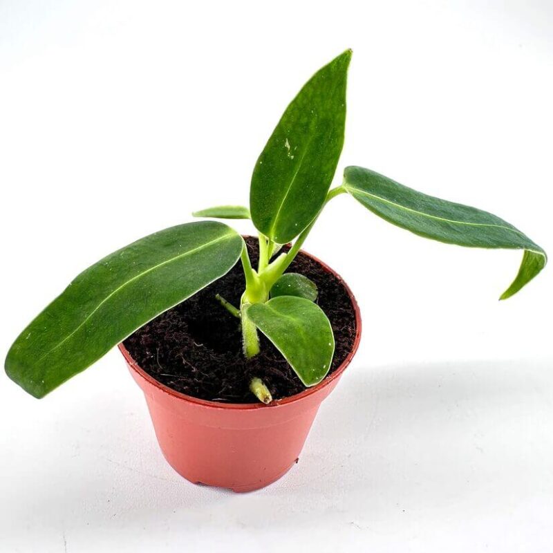 Vibrant Young Anthurium Waroc Young potted Vibrant Young Anthurium Waroc plant in hand with red manicure, showcasing vibrant leaves and terracotta pot.