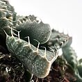 Close-up of a vibrant green cactus showcasing unique textures and delicate spines.