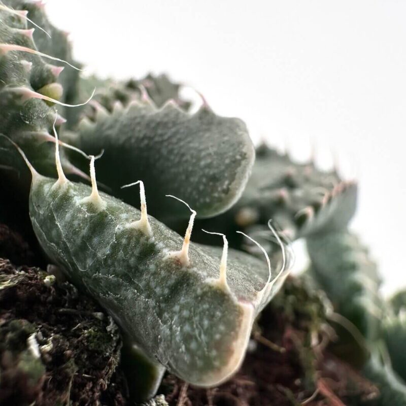 Intricate Green Cactus: Natures Resilient Beauty Close-up of a vibrant green cactus showcasing unique textures and delicate spines.