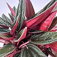 Vibrant houseplant with lush green and reddish foliage, perfect for enhancing indoor decor.