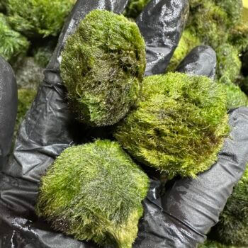 Close-up of vibrant green moss-like balls held in a gloved hand, highlighting their organic texture.