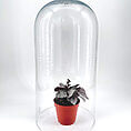 Terrarium with a vibrant potted plant under a decorative glass cloche for stylish home decor.