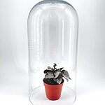 Classic Glass Cloche Dome