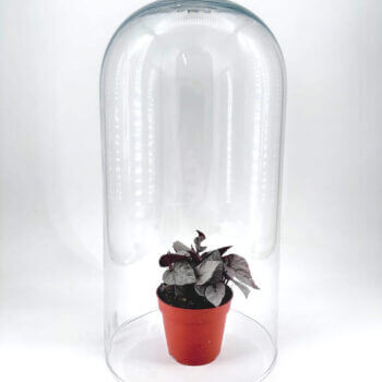 Terrarium with a vibrant potted plant under a decorative glass cloche for stylish home decor.