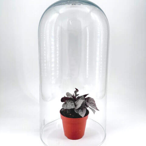 Terrarium with a vibrant potted plant under a decorative glass cloche for stylish home decor.