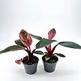 Vibrant potted plants with glossy leaves and contrasting colours in a minimalist setting.