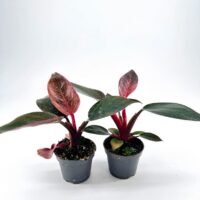 Vibrant potted plants with glossy leaves and contrasting colours in a minimalist setting.