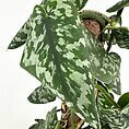 Vibrant pothos plant with heart-shaped leaves, glossy variegation, ideal for indoor decor.
