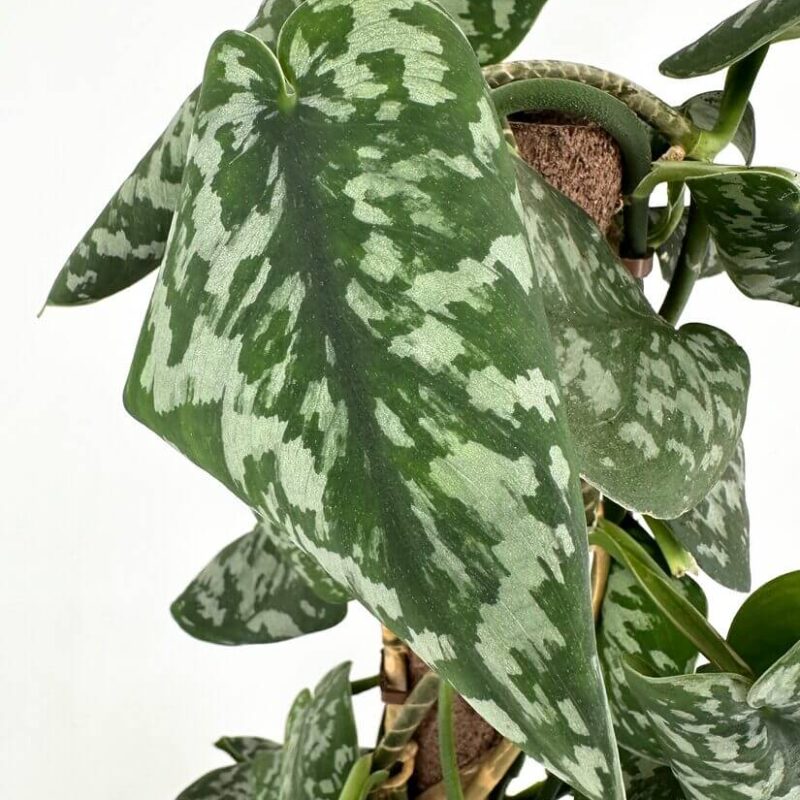 Vibrant Pothos Plant with Gorgeous Leaf Variegation Vibrant pothos plant with heart-shaped leaves, glossy variegation, ideal for indoor decor.