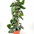 Vibrant Pothos plant in a terracotta pot, showcasing lush green and variegated leaves.