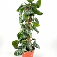 Vibrant Pothos plant in a terracotta pot, showcasing lush green and variegated leaves.