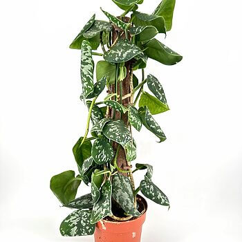 Vibrant Pothos plant in a terracotta pot, showcasing lush green and variegated leaves.