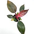 Vibrant potted plant with colourful leaves and glossy textures thrives in a black pot.