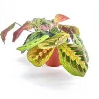 Vibrant prayer plant in terracotta pot, showcasing stunning green and red patterned leaves.