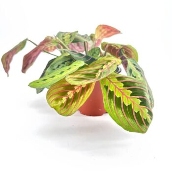 Vibrant prayer plant in terracotta pot, showcasing stunning green and red patterned leaves.