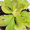 Vibrant green succulent in terracotta pot, showcasing lush leaves and intricate details.
