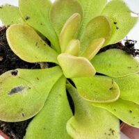 Vibrant green succulent in terracotta pot, showcasing lush leaves and intricate details.
