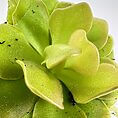 Close-up of a healthy succulent rosette with vibrant green leaves and water droplets.