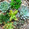 Vibrant succulent garden in a clay pot, featuring diverse plants and rustic terracotta accents.