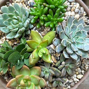Vibrant succulent garden in a clay pot, featuring diverse plants and rustic terracotta accents.