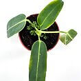 Young potted Vibrant Young Anthurium Waroc plant in hand with red manicure, showcasing vibrant leaves and terracotta pot.