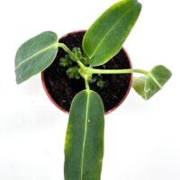 Young potted Vibrant Young Anthurium Waroc plant in hand with red manicure, showcasing vibrant leaves and terracotta pot.