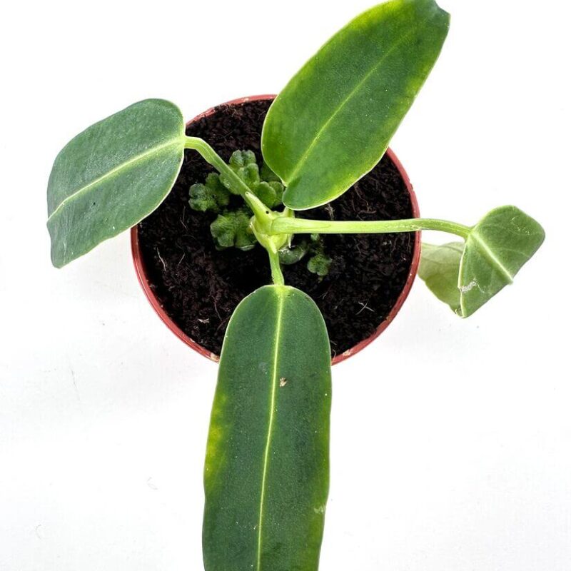 Vibrant Young Anthurium Waroc Young potted Vibrant Young Anthurium Waroc plant in hand with red manicure, showcasing vibrant leaves and terracotta pot.
