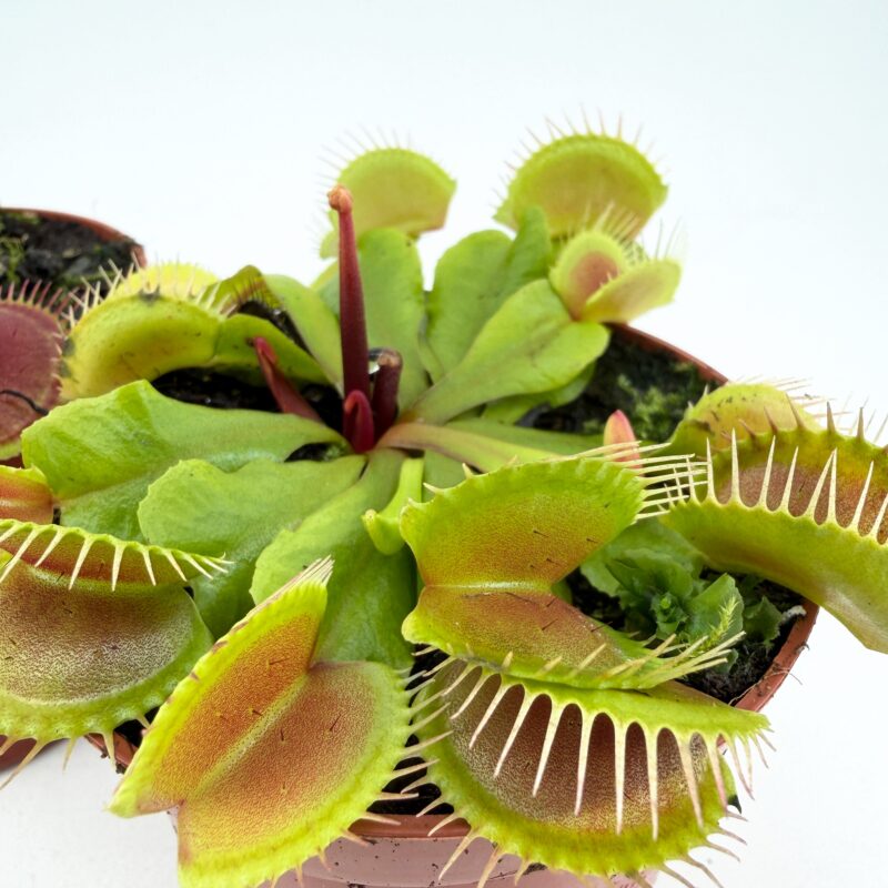 Carnivorous Dionaea Muscipula Venus Flytrap op view venus flytrap dionaea muscipula carnivorous plant rosette
