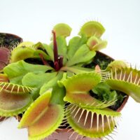 op view venus flytrap dionaea muscipula carnivorous plant rosette