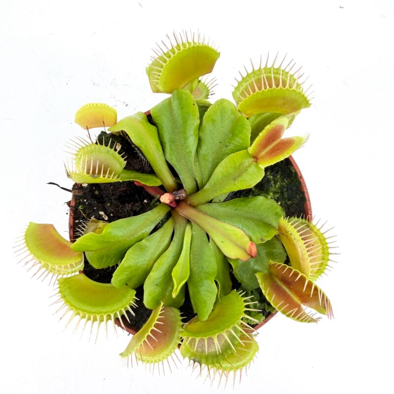 Carnivorous Dionaea Muscipula Venus Flytrap venus flytrap dionaea muscipula carnivorous houseplant in nursery pot