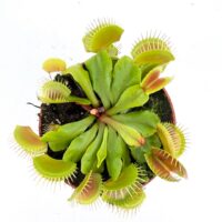 venus flytrap dionaea muscipula carnivorous houseplant in nursery pot