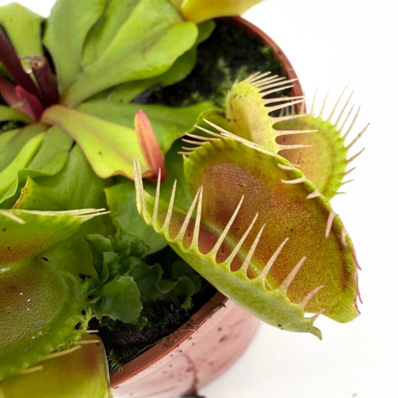 Carnivorous Dionaea Muscipula Venus Flytrap close up venus flytrap traps dionaea muscipula carnivorous plant detail