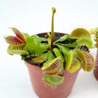 venus flytrap carnivorous plant uk dionaea muscipula indoor plant