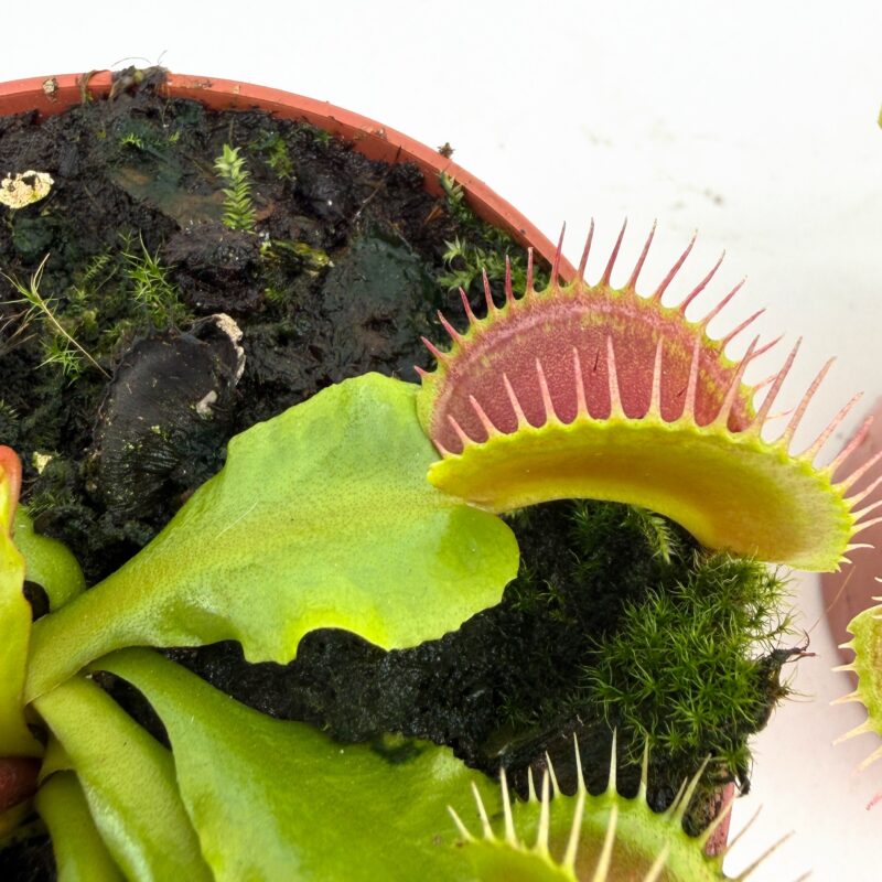 Carnivorous Dionaea Muscipula Venus Flytrap venus flytrap trap detail dionaea muscipula growing the soil and moss