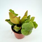 Carnivorous Sarracenia Trumpet Pitcher Purpurea SSP Venosa