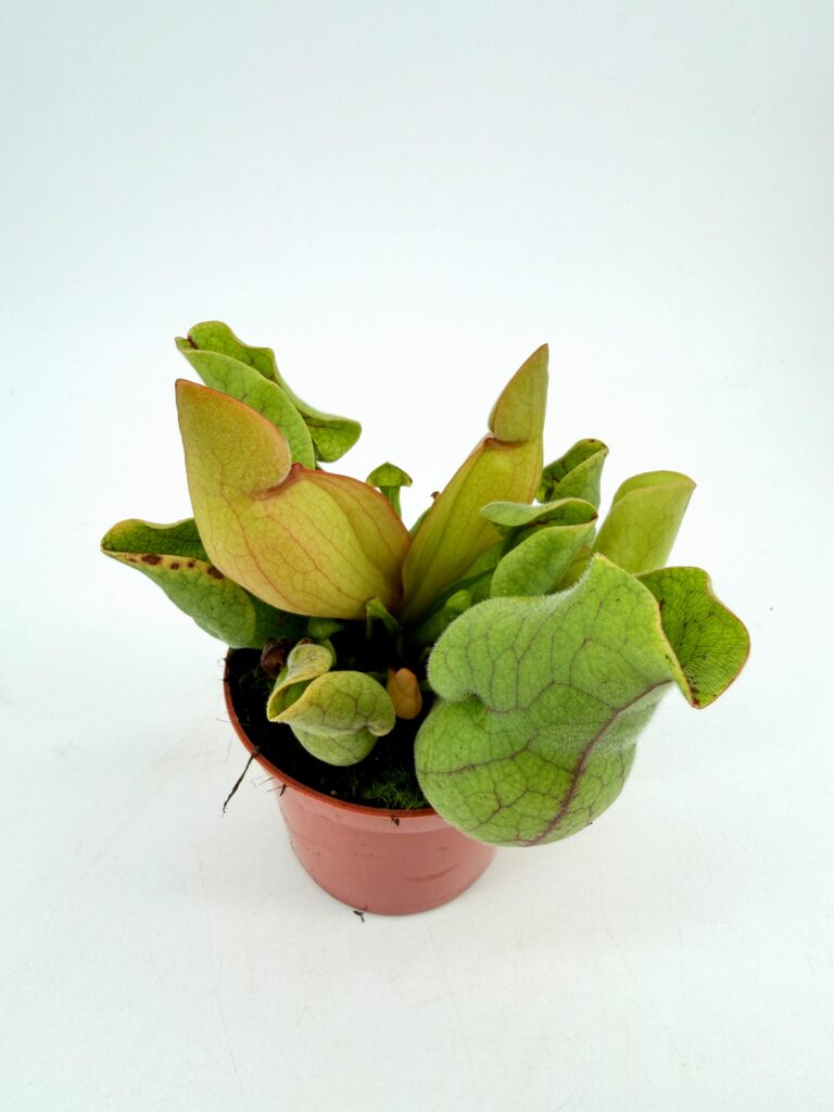 sarracenia purpurea pitcher plant in pot green and yellow carnivorous houseplant uk