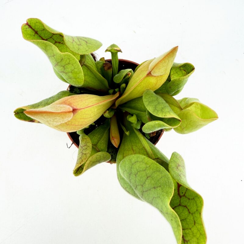 Carnivorous Sarracenia Trumpet Pitcher Purpurea SSP Venosa Carnivorous Sarracenia Trumpet Pitcher Purpurea SSP Venosa