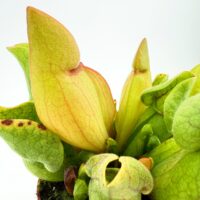 close up sarracenia purpurea pitchers green with red veins carnivorous plant detail