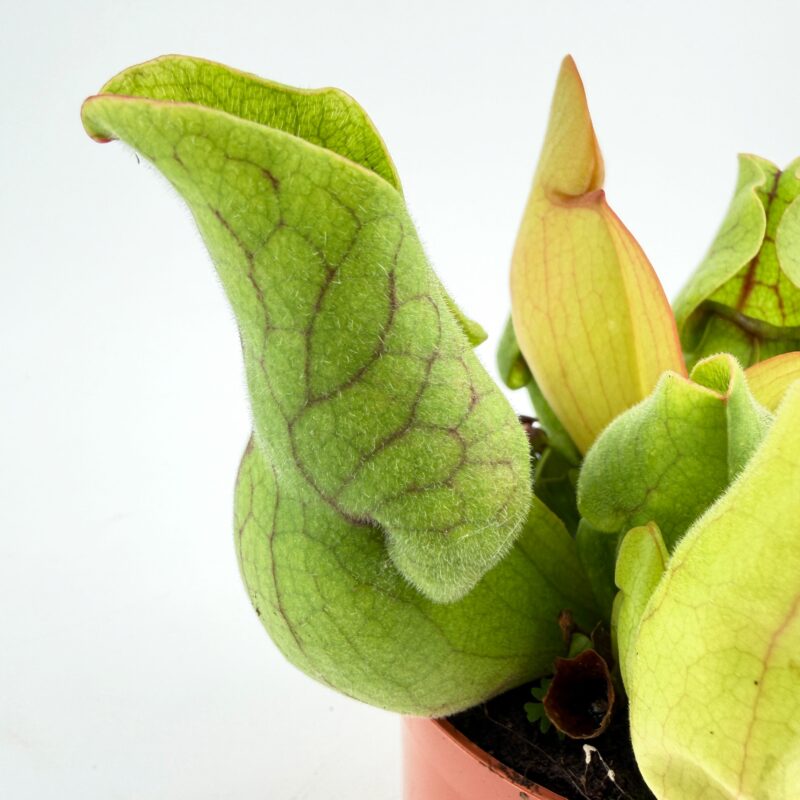 Carnivorous Sarracenia Trumpet Pitcher Purpurea SSP Venosa side view pitcher plant sarracenia purpurea showing curved insect trapping leaves