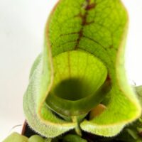 macro inside sarracenia pitcher plant tube trap carnivorous plant interior detail