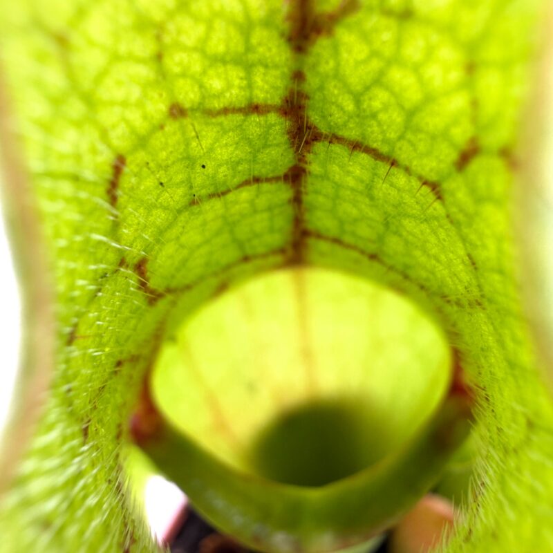 Carnivorous Sarracenia Trumpet Pitcher Purpurea SSP Venosa extreme close up pitcher plant interior texture and veins sarracenia purpurea