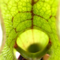 extreme close up pitcher plant interior texture and veins sarracenia purpurea