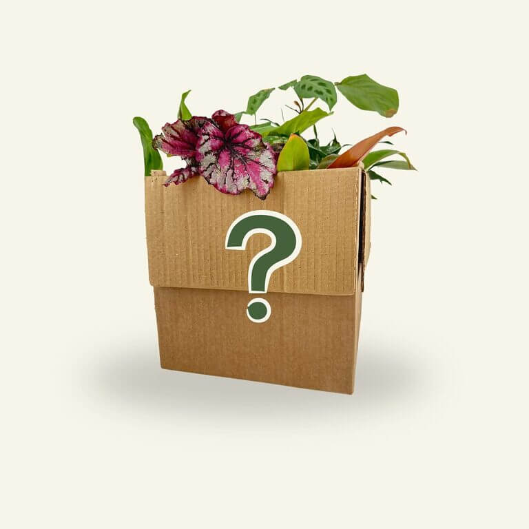 A cardboard box marked with a question mark, filled with a vibrant assortment of leafy houseplants peeking out, symbolising the surprise selection of rescued imperfect plants.